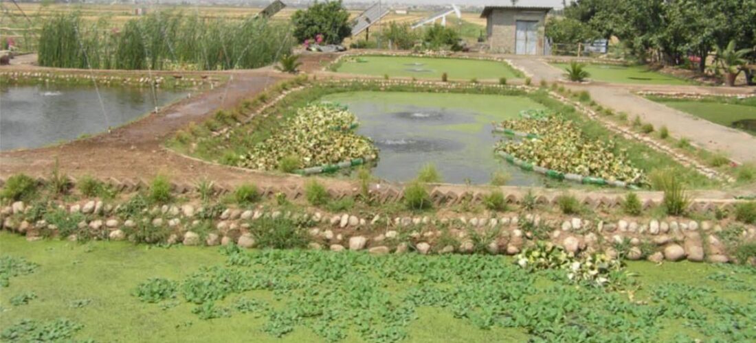Bio-remediation Garden